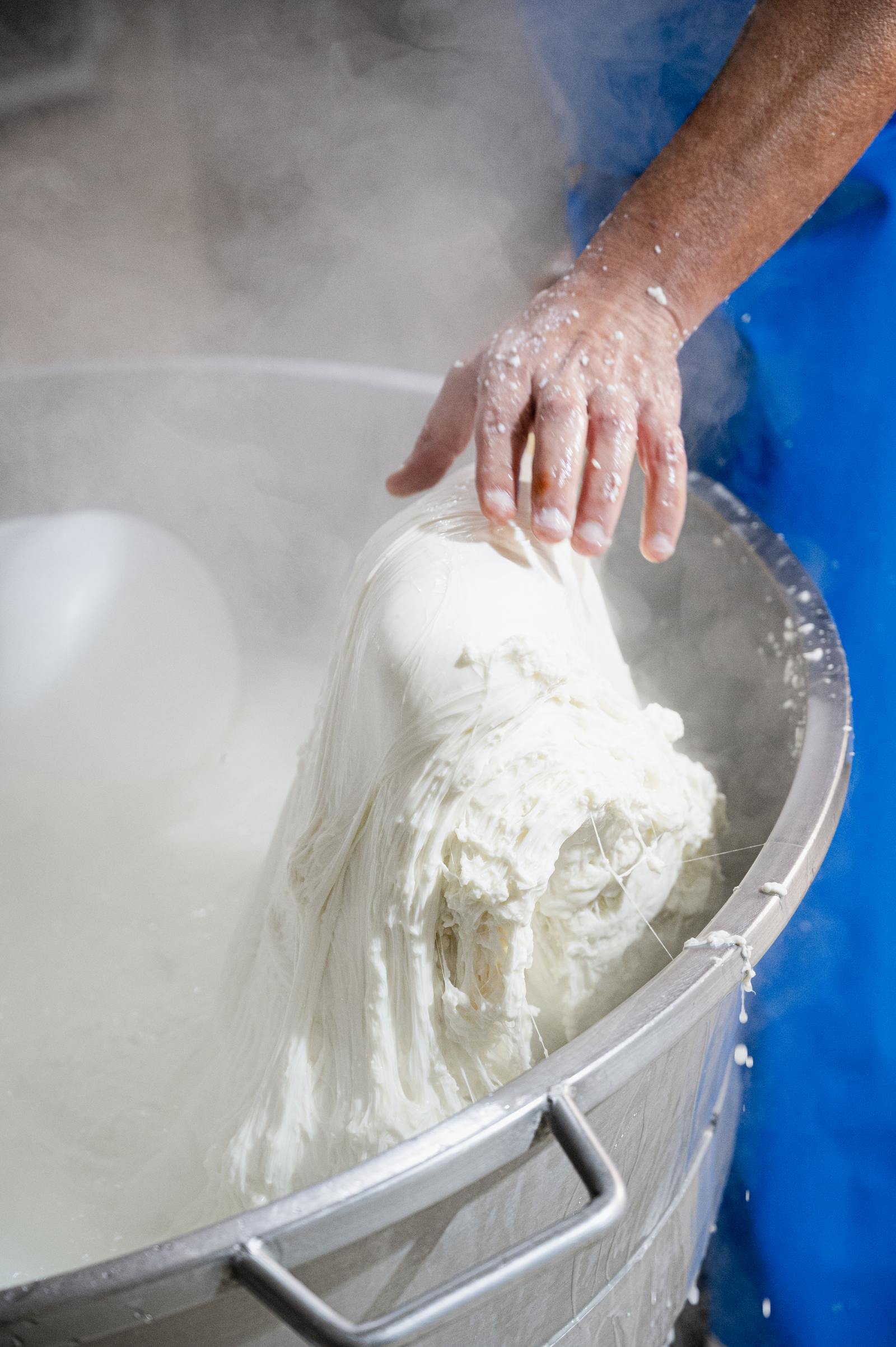 Produzione mozzarella Fattoria Santa Lucia